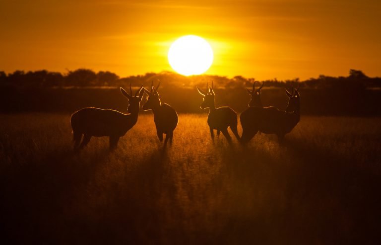 Springbok Sunset Prints – The African Photographer