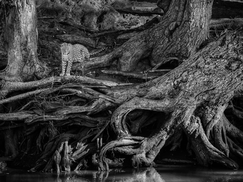 botswana-safari-01