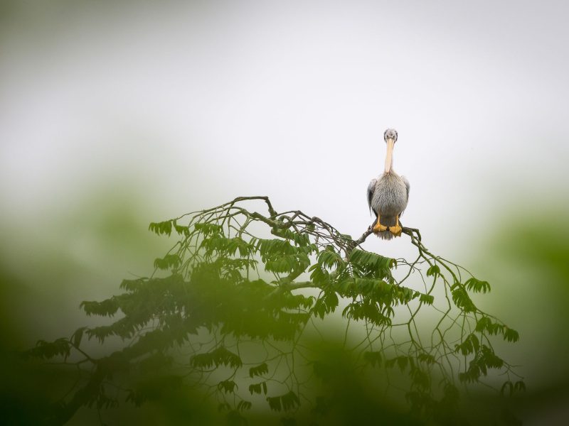 gabon-safari-01