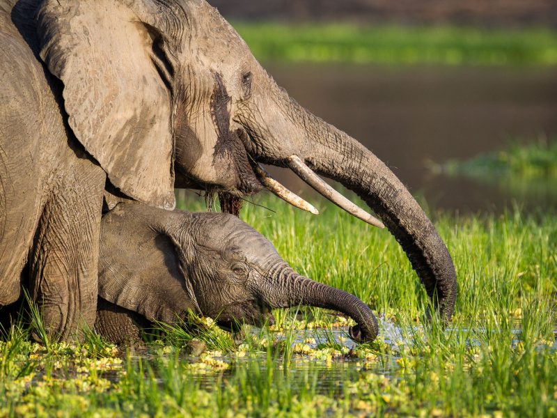 zambia-safari-01